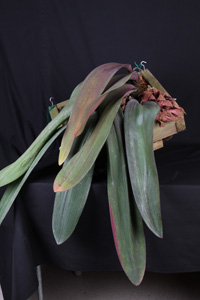 Bulbophyllum phalaenopsis Bakers Rotten Goliath CCM 88 pts
